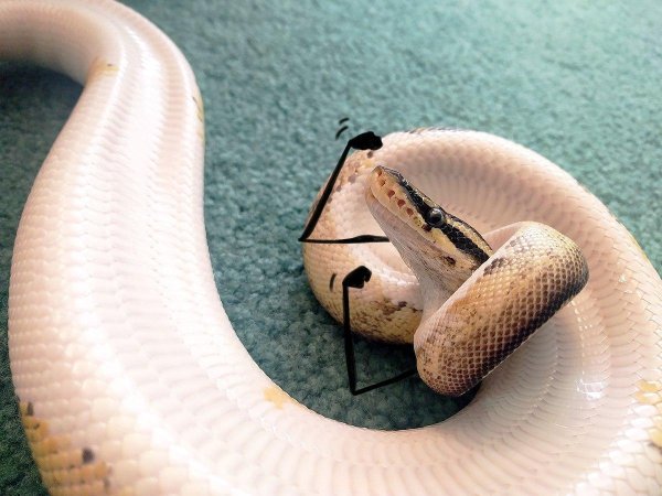 змеи с ручками