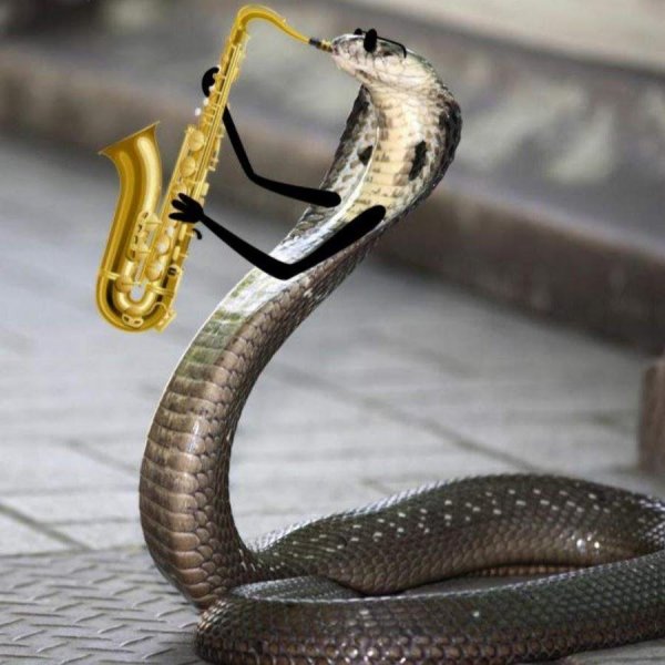 плюющаяся индийская кобра