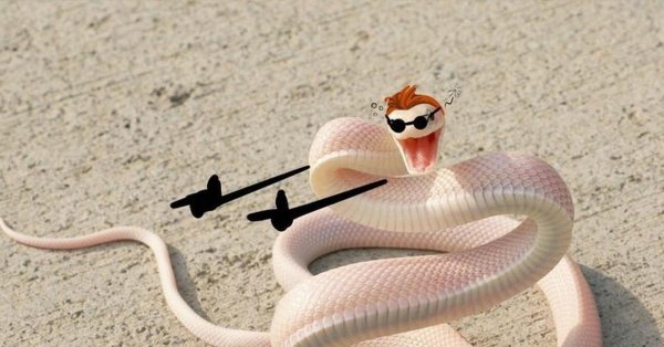 кобра альбинос