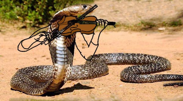 мозамбикская плюющаяся кобра