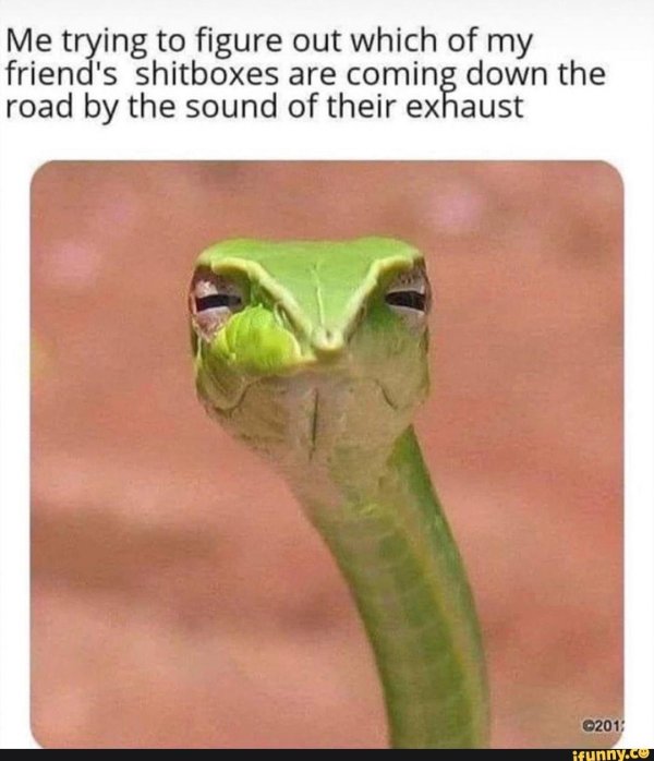 мем со змеей