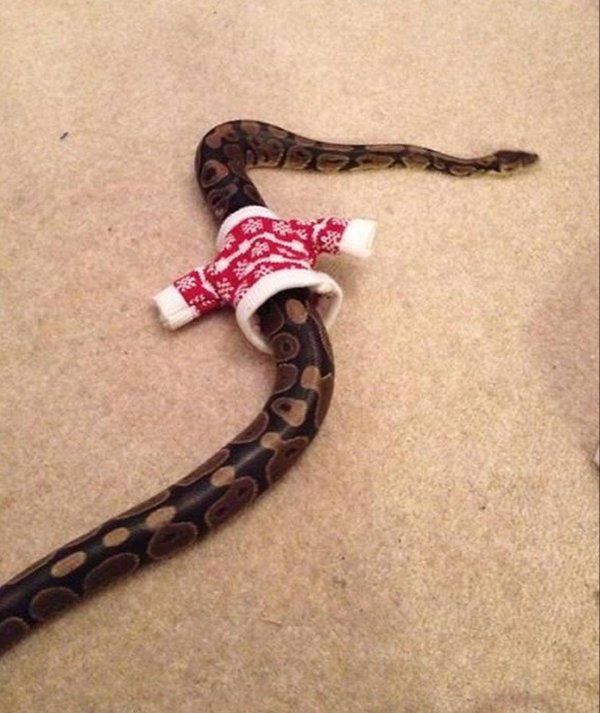 змеи смешные