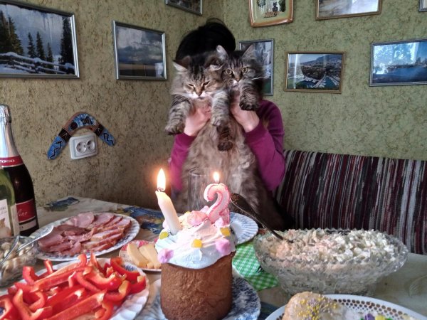 день рождение кота