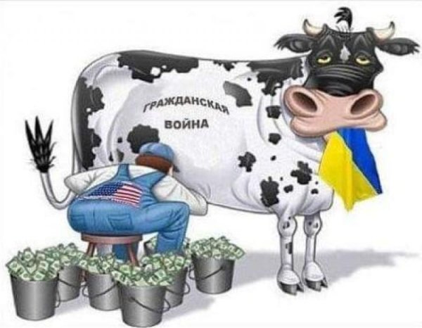 дойная корова