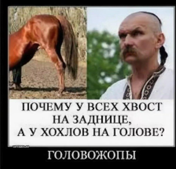 хохол с чубом