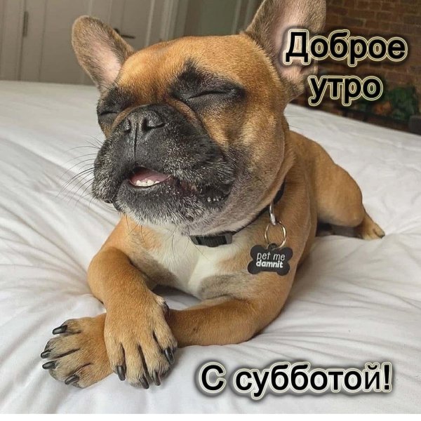 карликовый бульдог