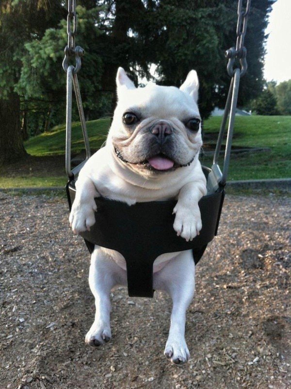 french bulldog