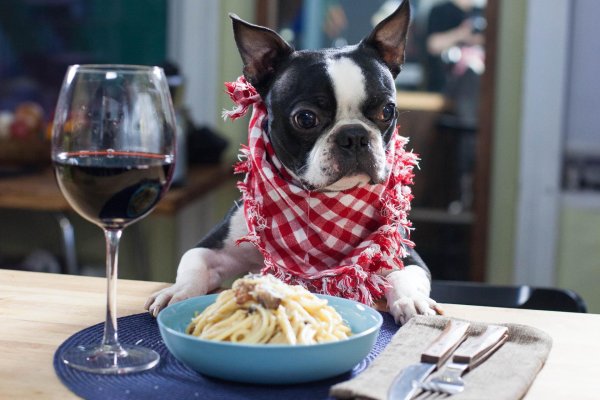 boston terrier