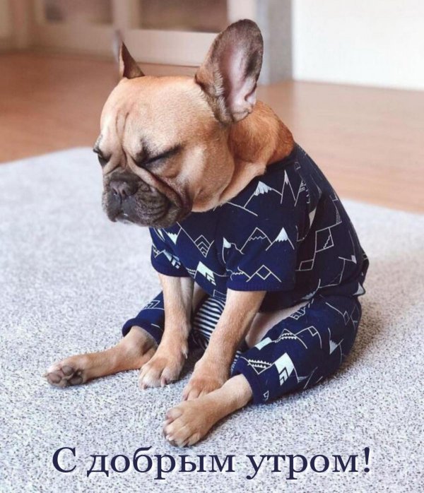french bulldog