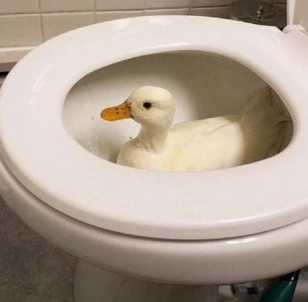 туалетный утенок