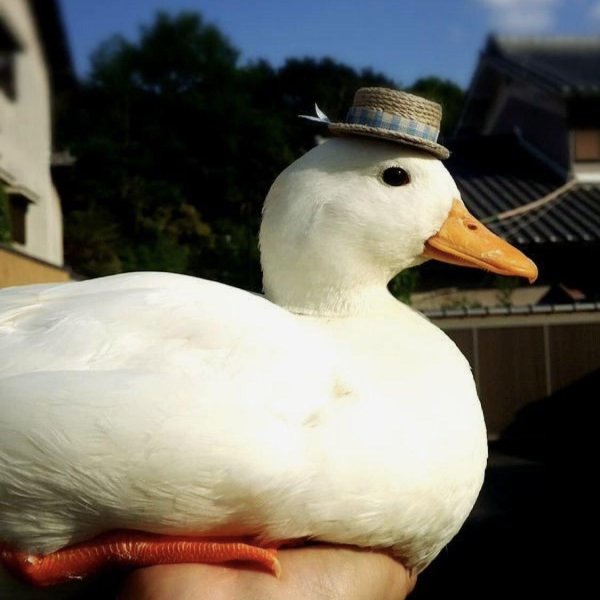 пекинская порода уток