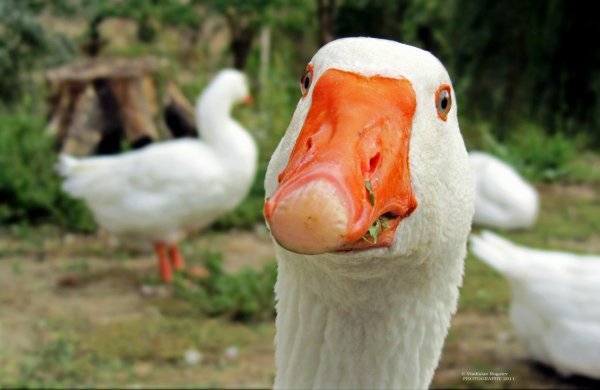 гуси белые