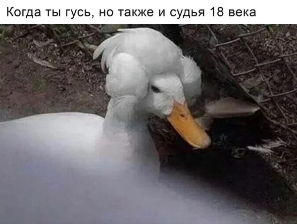 порода уток