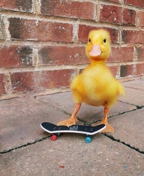 забавные утята