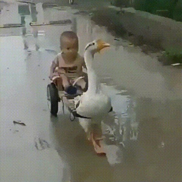 веселые гуси