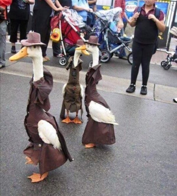 одежда для утки