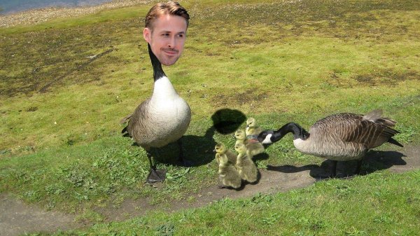 канадская казарка