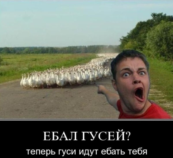 стадо гусей