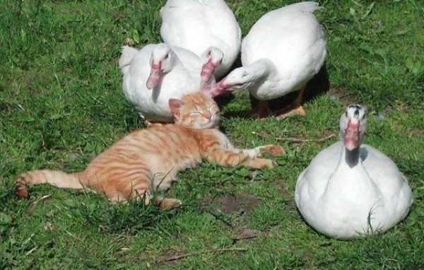 гусята холмогорской породы