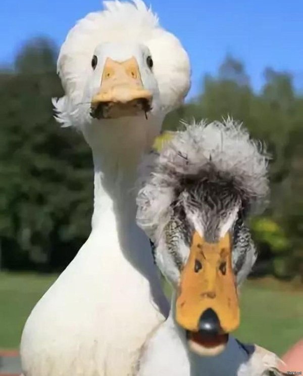 хохлатая порода уток