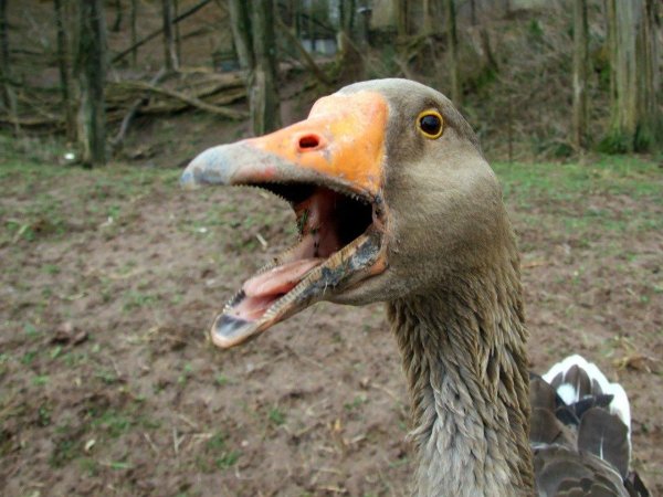 утка кряква клюв