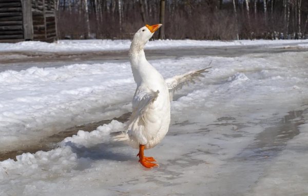 гуси холмогорские