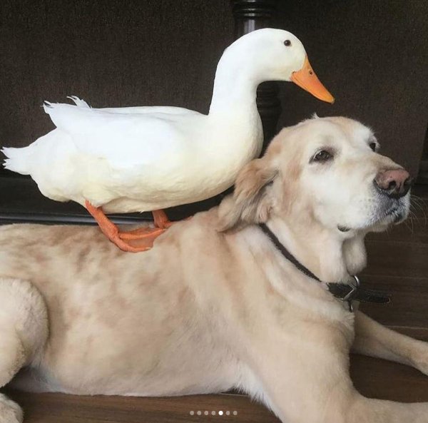 голден ретривер