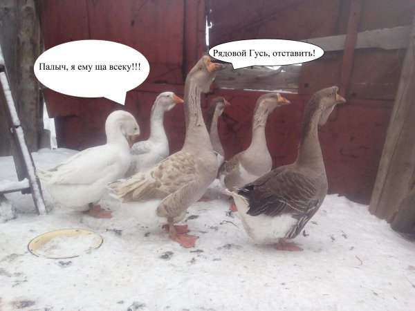 порода гусей линда