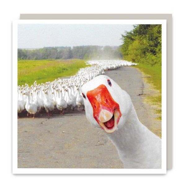 прикольные гуси