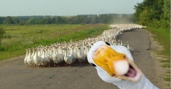 стадо гусей