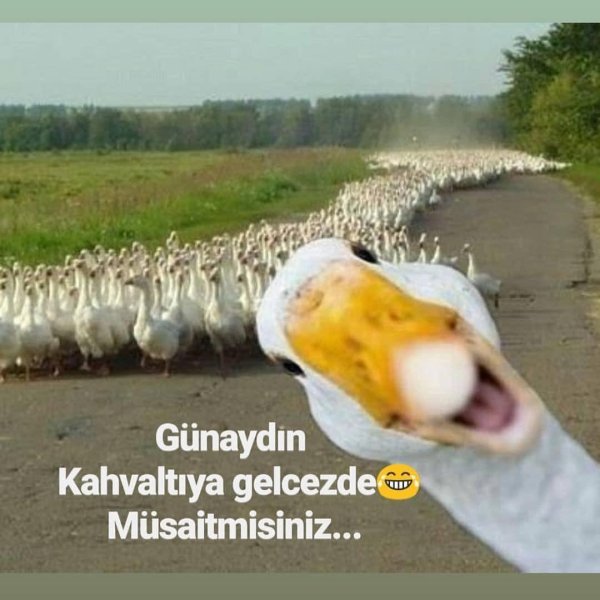 гуси смешные