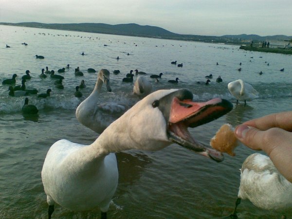 голова лебедя шипуна