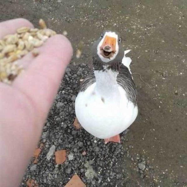 холмогорская порода гусей