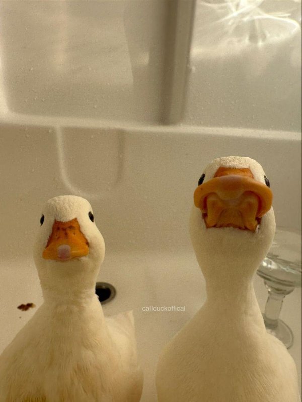 смешные утята