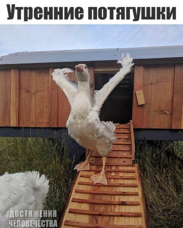 доброе утро потягуси