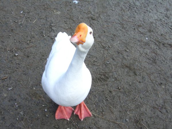 С гусями