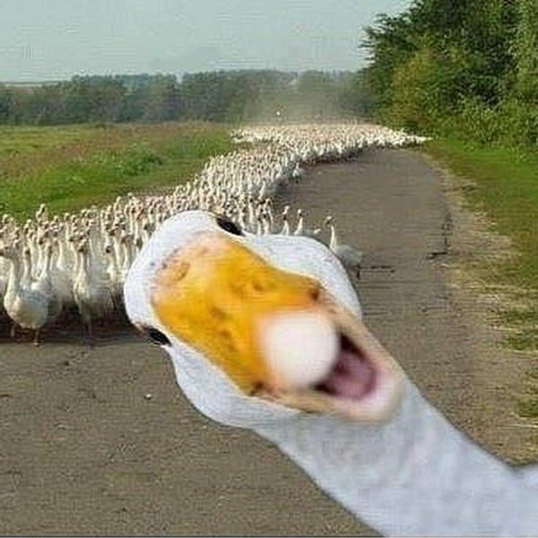 прикольные гуси