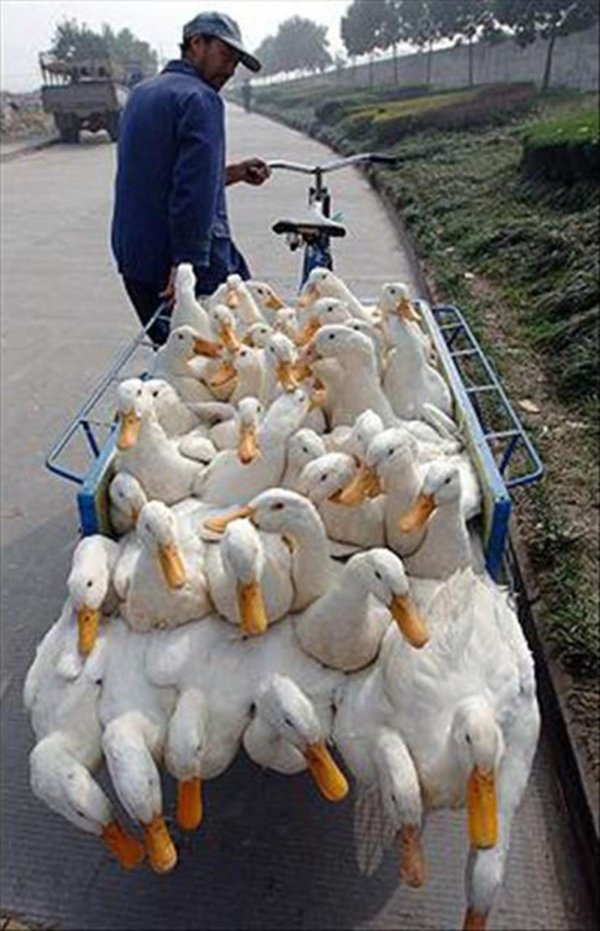 улыбино утиная ферма