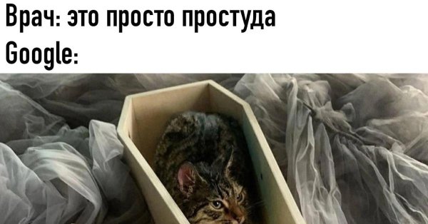 гроб для кота