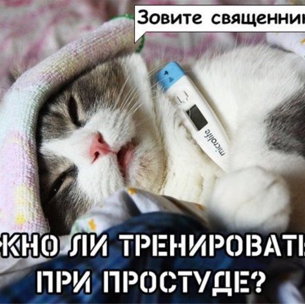 болеющий кот
