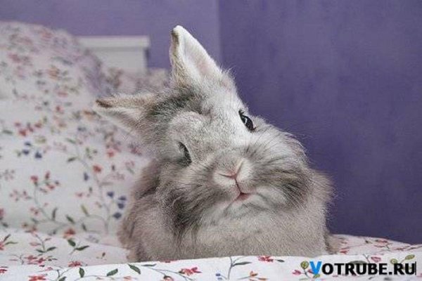 кролик проснулся