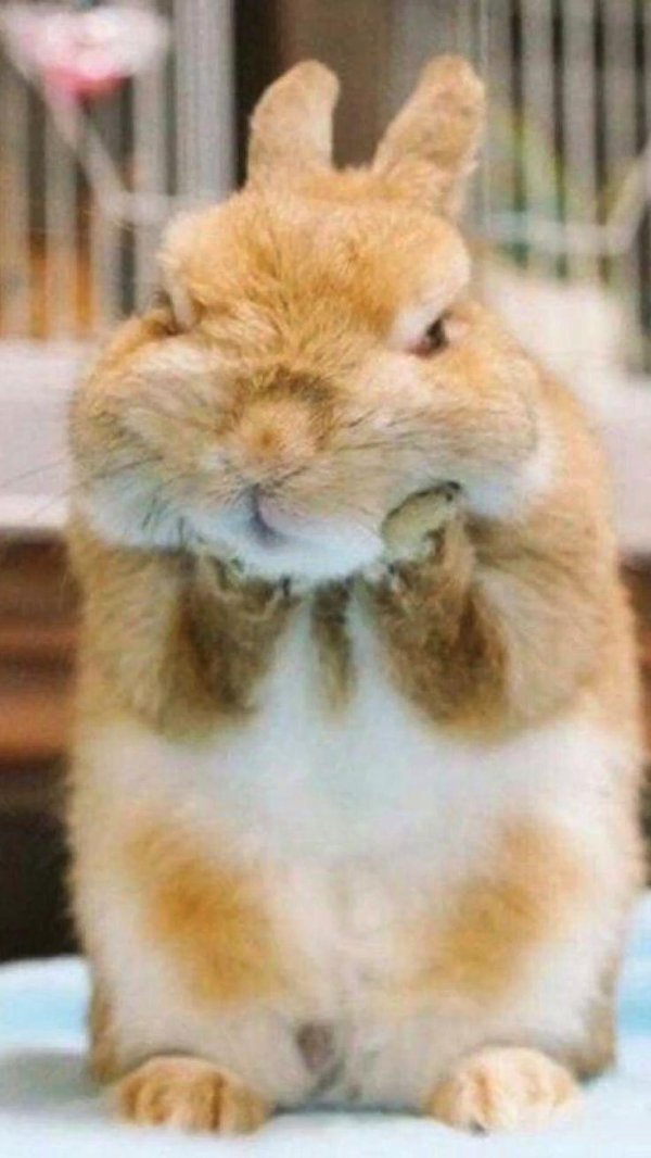 кролики милые