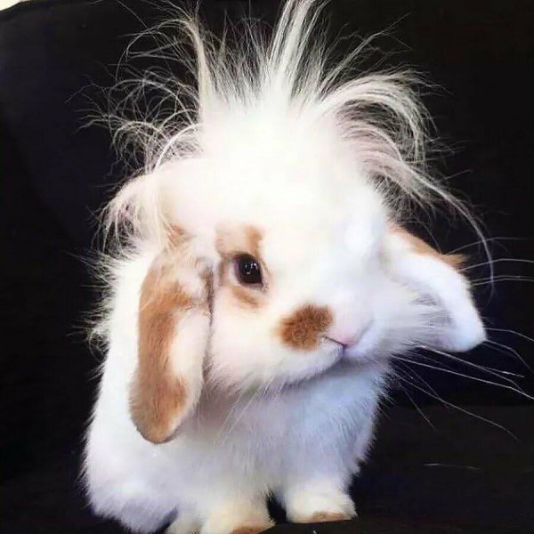 ангорские кролики