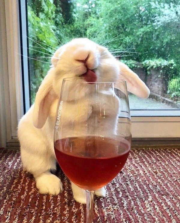 вино с зайцем