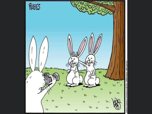 белый зайчик карикатура