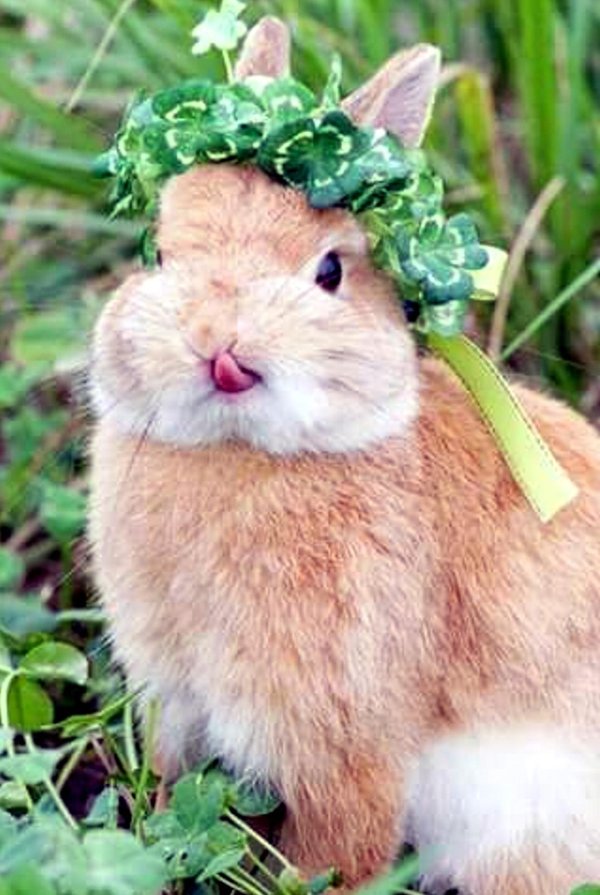 милые зайцы