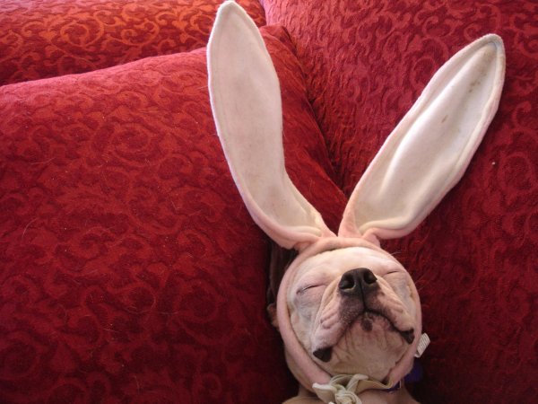 забавные собаки