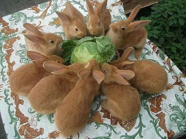 много зайчиков