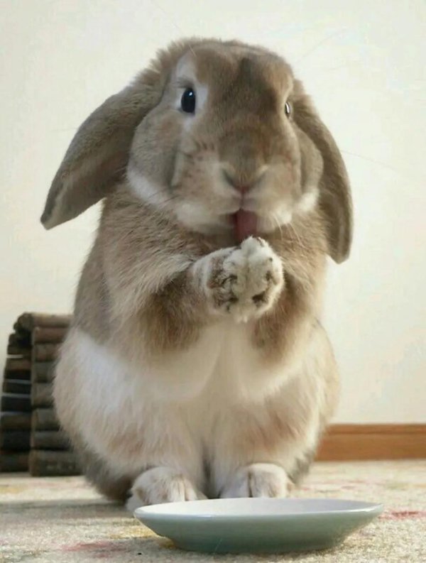 зайцы смешные