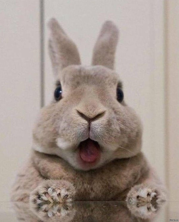 кролик альба